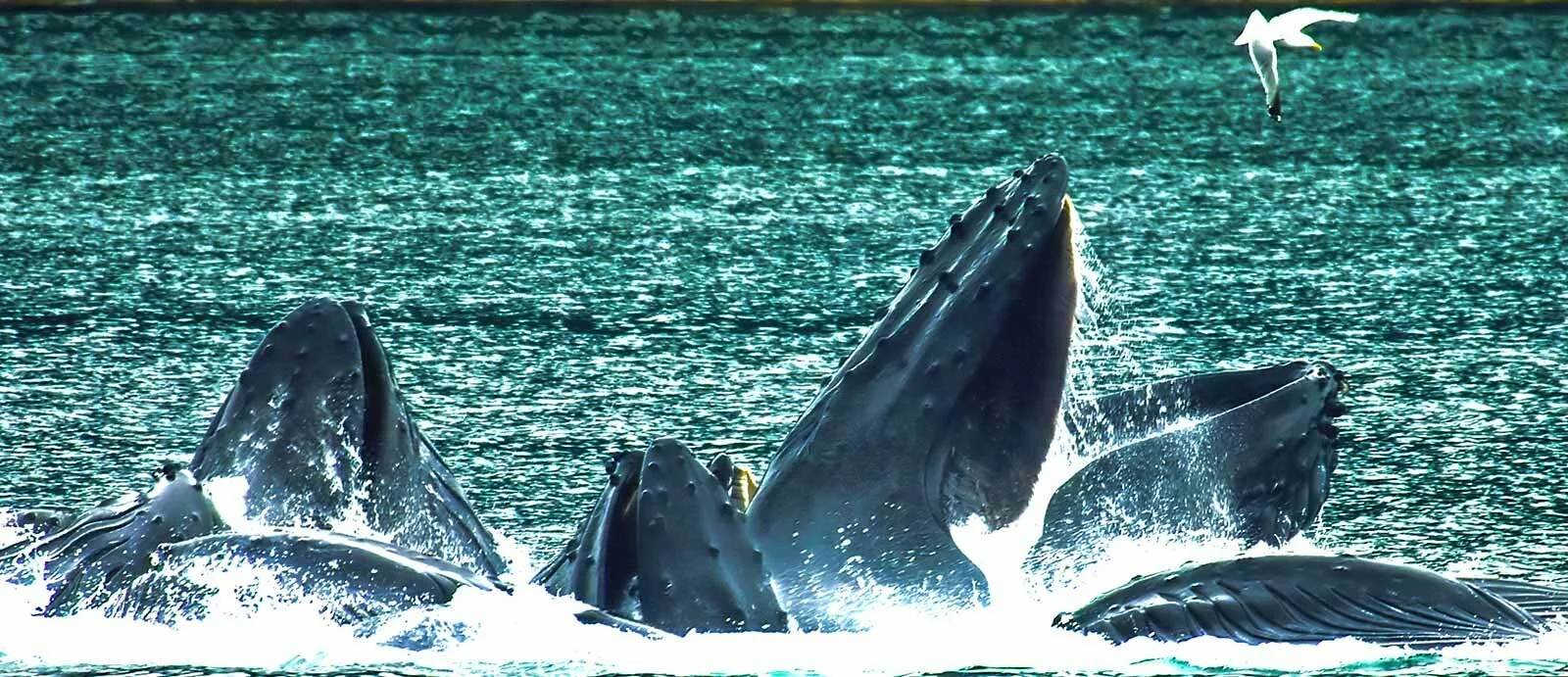 Bubble-Feeding-Whales-TOurSaver